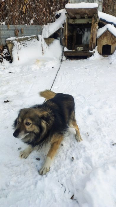 В добрые руки, бесплатно