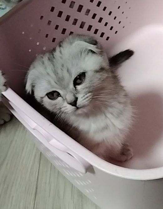 Скоттиш фолд. Девочки.