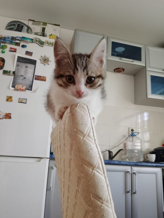 Котята в добрые руки.