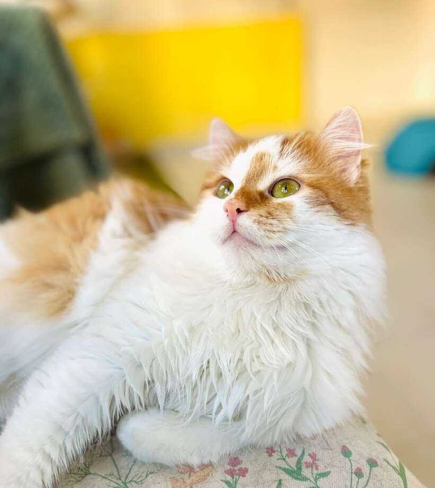 Коте Феличе търси дом