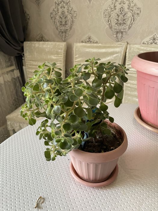 Продается комнатные цветы