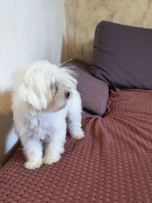 Bichon maltese (maltez) microcip și pedigree