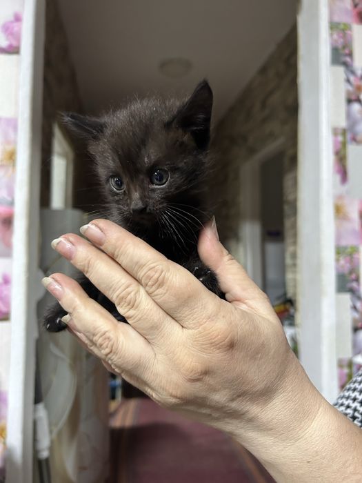 Отдам котят в добрые руки