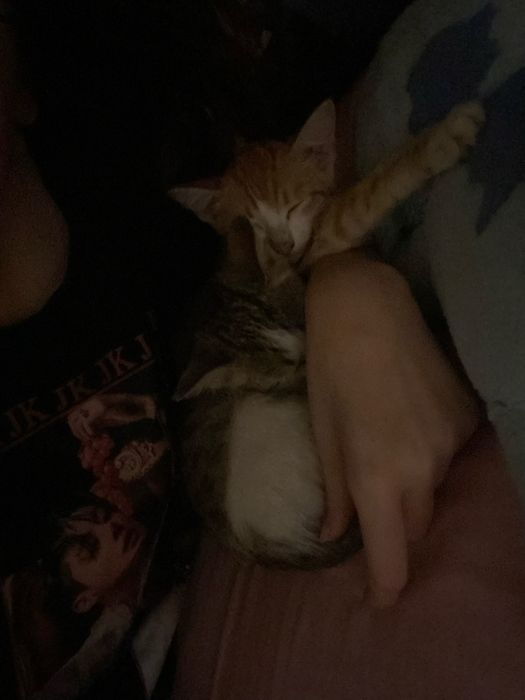 милые котики в добрые руки