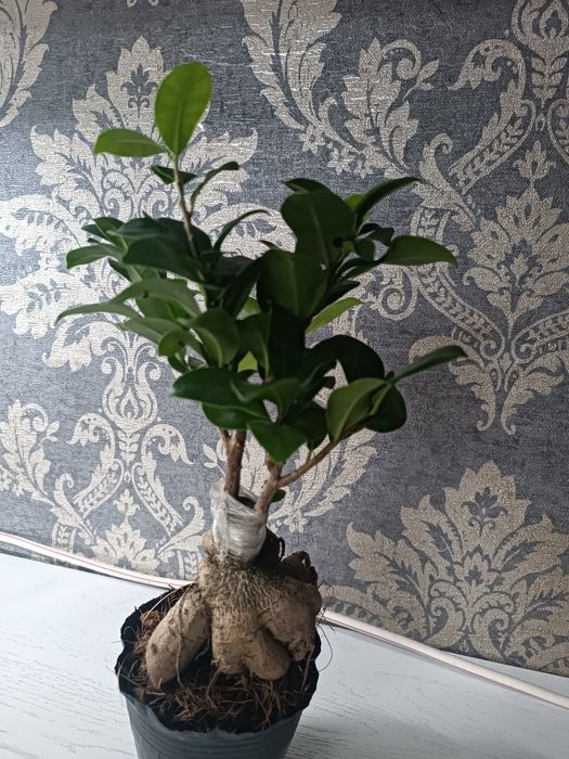 Сингониум *Красные перья* сотровая