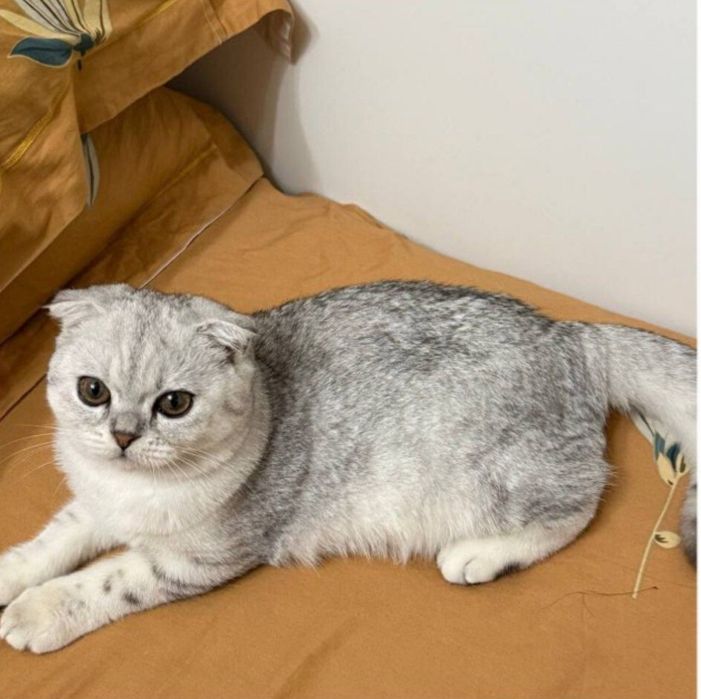 Serebristiy shinshilla (viyazka uchun)