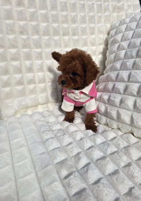 Резервирано!Пудел тийкъп момче с документ за произход