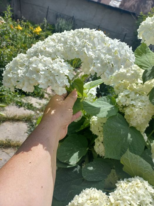 Продам гортензию на срез