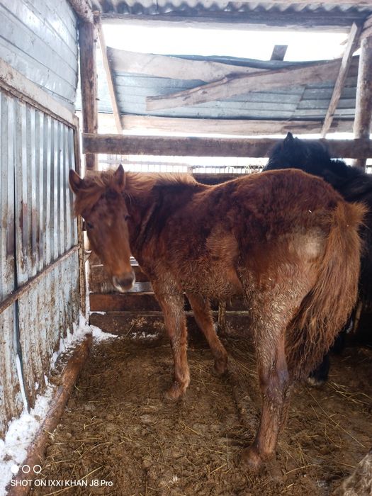 Продам тайчики (девочки)