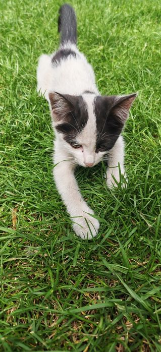 Отдам Котёнка в добрые руки