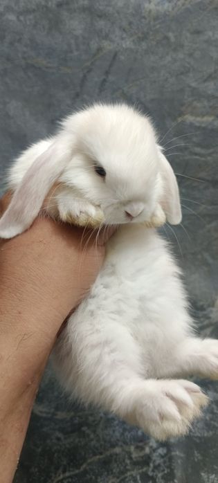 Дикаративный карликовый кролики