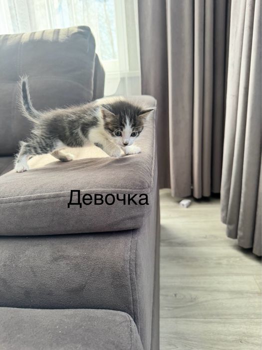 Отдам бесплатно котят