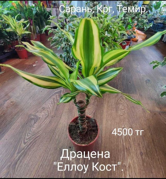 Драцена, Диффенбахия