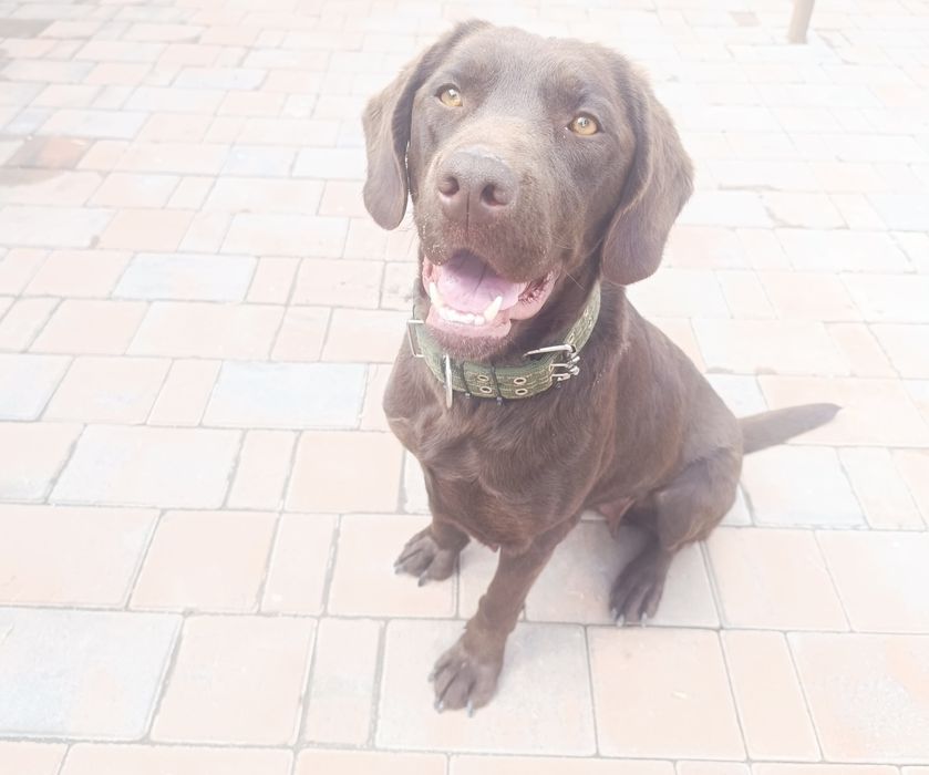 Лабрадор 1,5 года