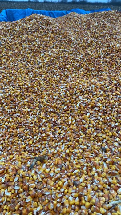 Vand porumb pret 110 negociabil