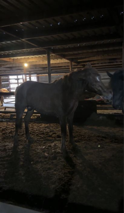 Жеребцы 4 летки мощные