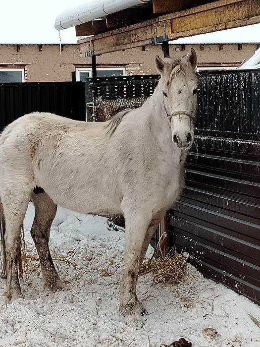 9 жасар, қысыр семіз бие сатылады.