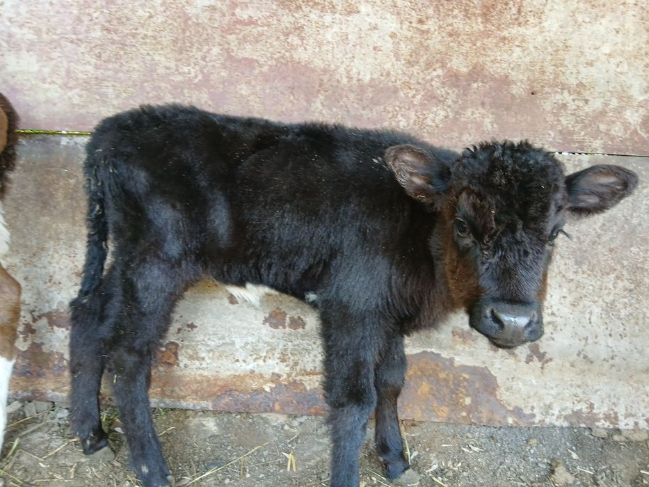 Продаются Телёнки