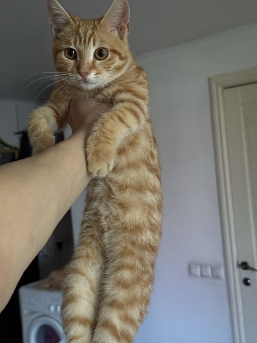 Котенок мальчик