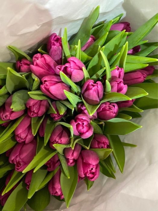 Тюльпаны опт/розница