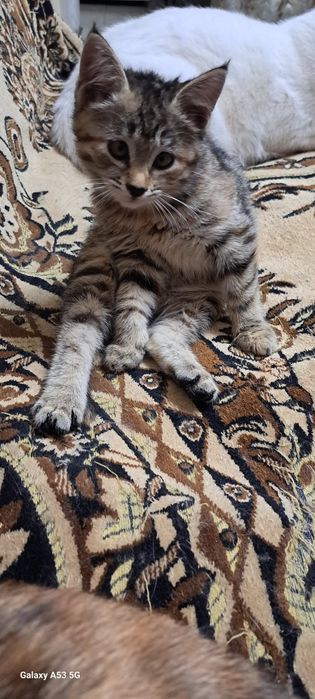 Девочка 1,5 месяца