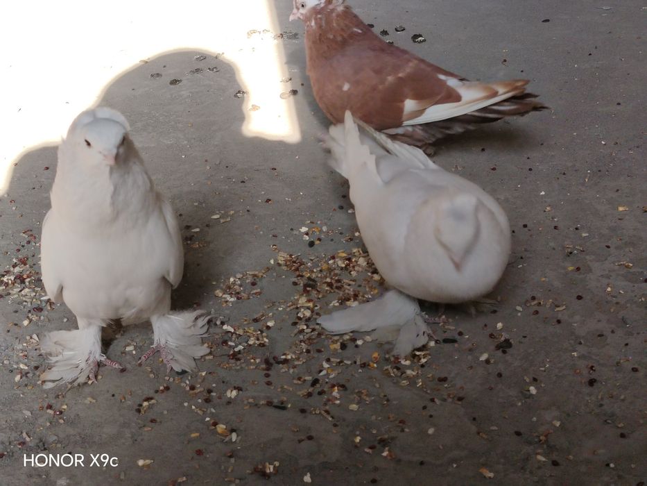 Кабутар сотилади