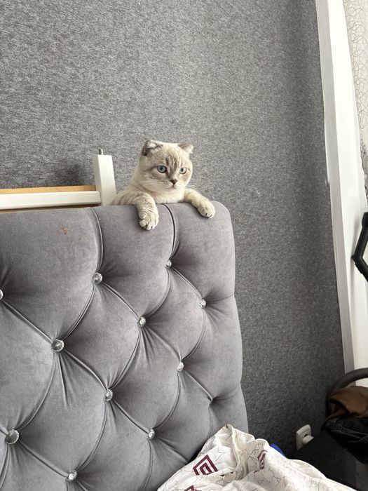 Продам Шотландская вислоухая