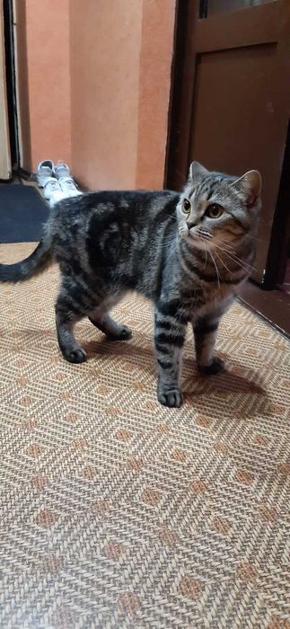 Британская породная кошка