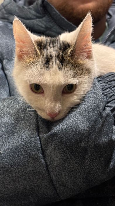 Кот ищет дом, Алматы