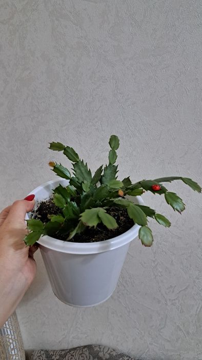 Молочай,Диффенбахия, пелея,декабрист