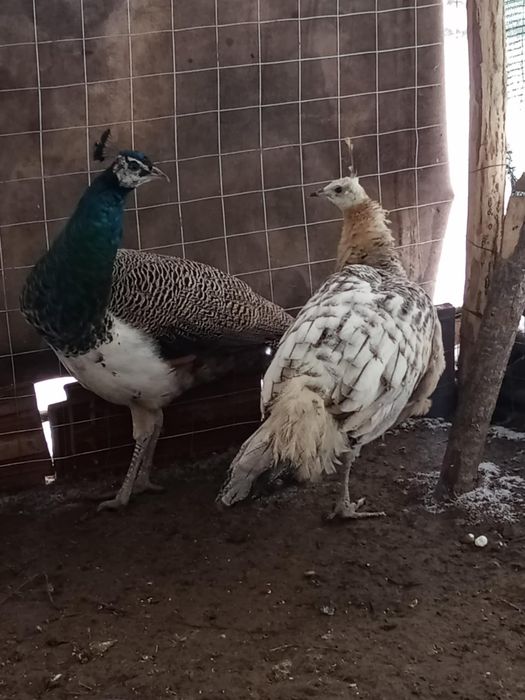 Paun standard schimb sau vand