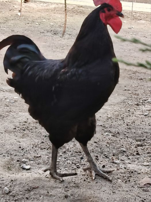 Horoz endi qichqirdi