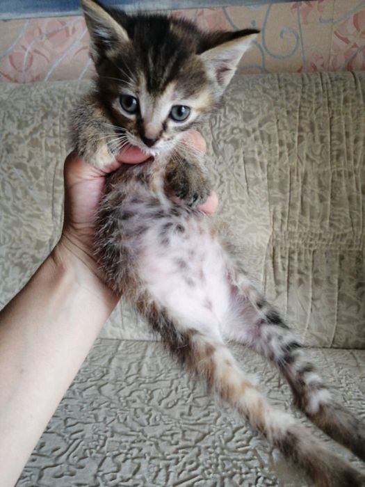 Котята в добрые руки Срочно