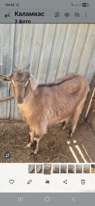 1жасар тушалар сатылымда