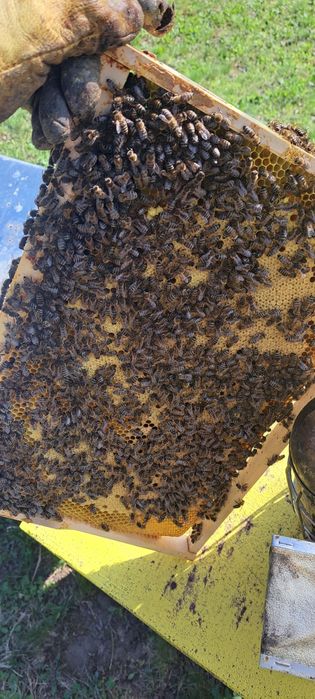 Roi natural de vănzare