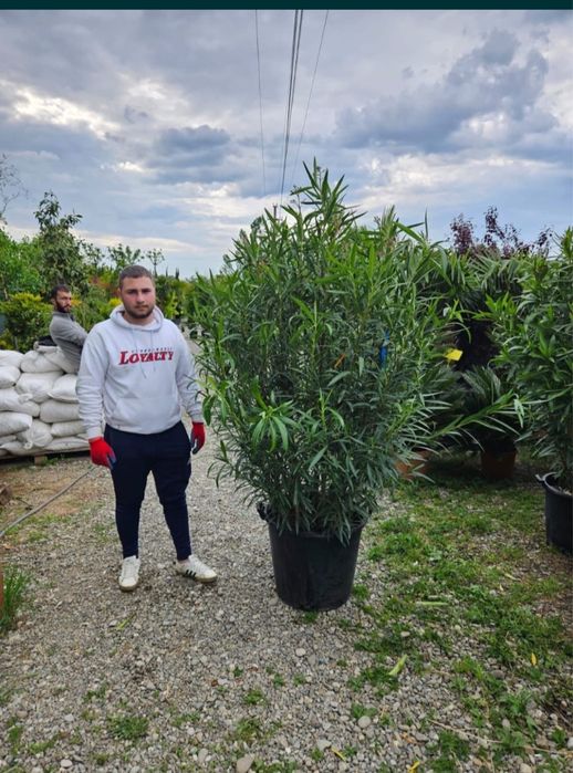 Leandru tufa si copac