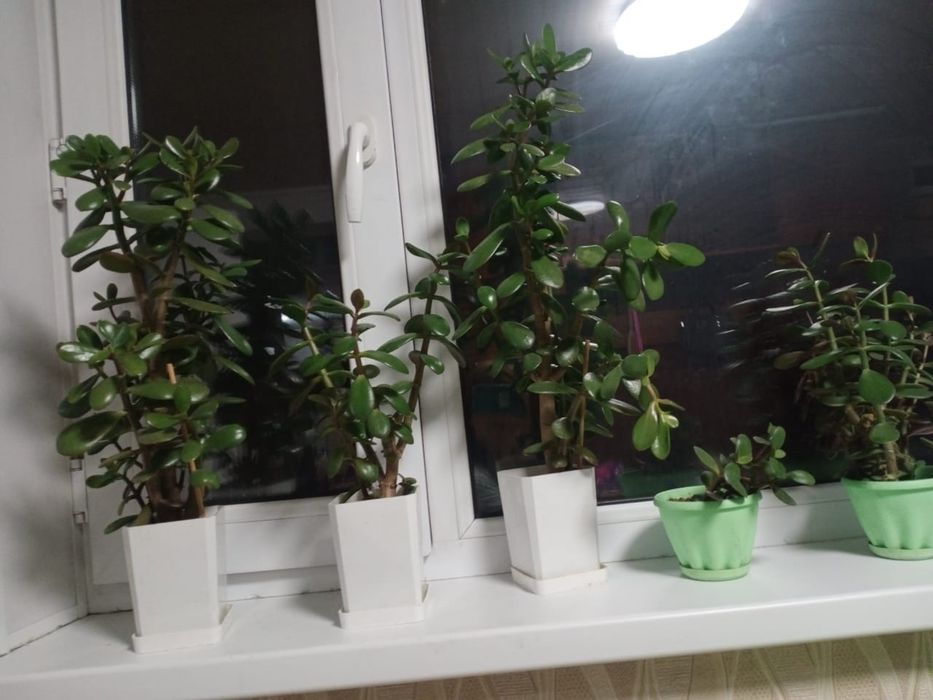 Крассула (денежное дерево)