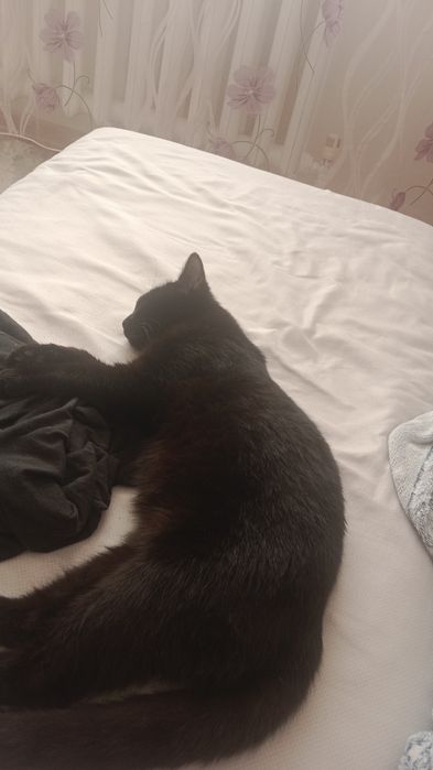 Отдам доброго котика