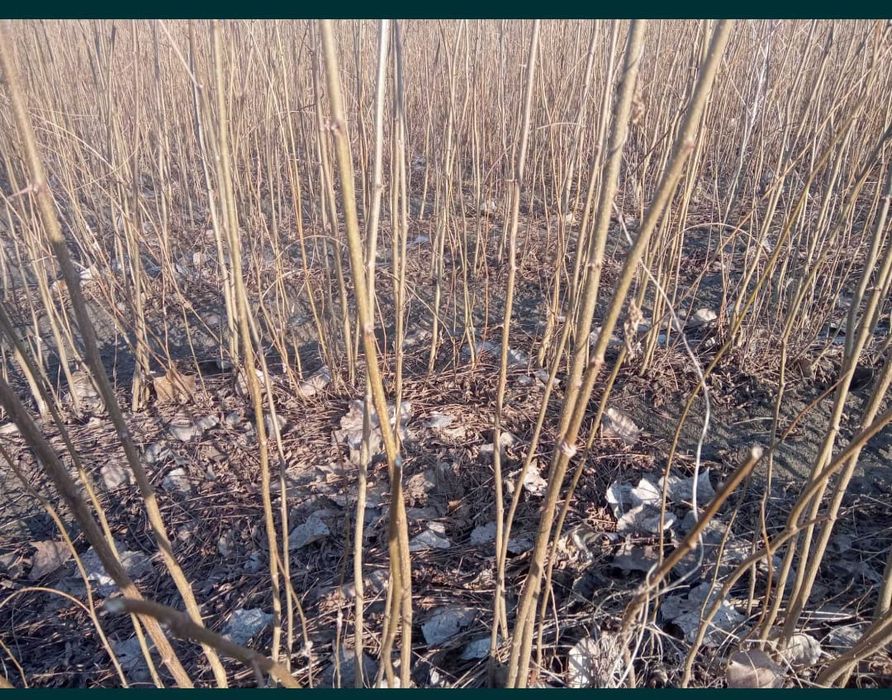 Doriti sa impaduriti cu puieti de salcam proaspăt recoltati