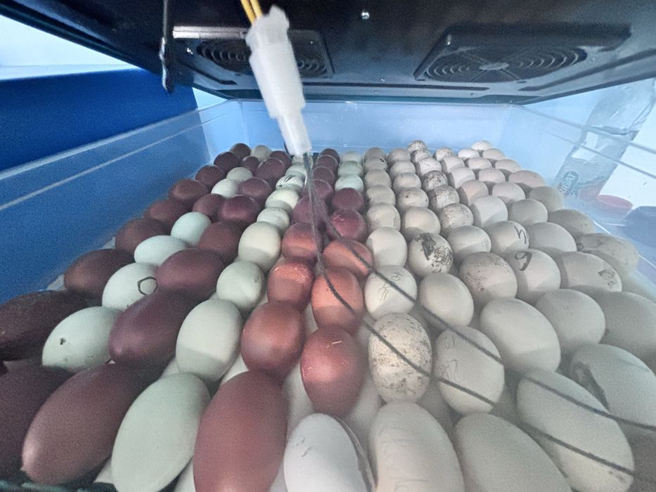 Oua de incubat Marans, Araucana si La Bresse