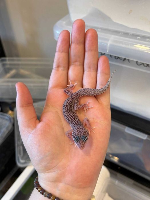 Эублефары разных морф