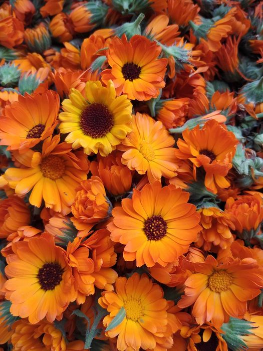 Домашен мехлем от мас и невен