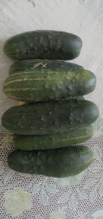 Продам огурцы местные с дачи спутник