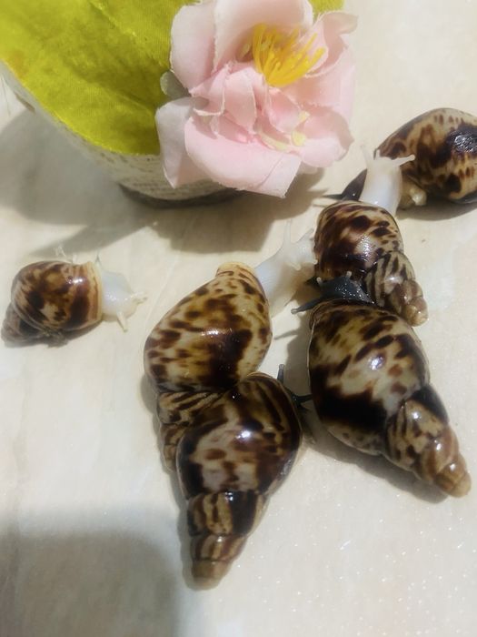 Продам улиток ахатина ретикулята!