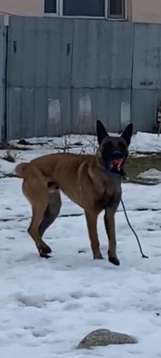 бельгийская овчарка