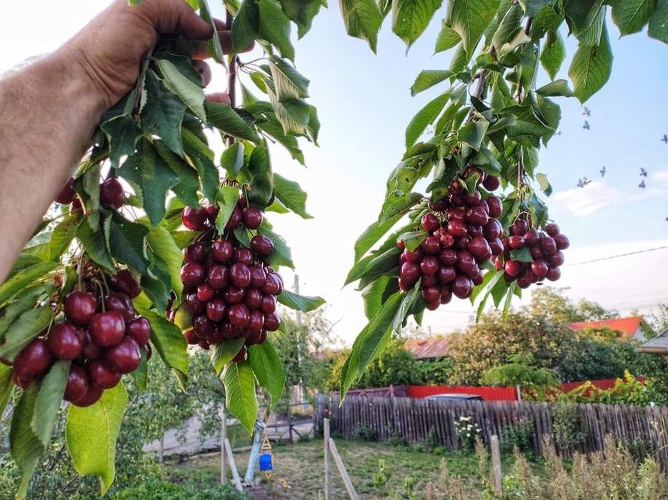 Catina, cires Maxut,Liliac altoit/nealtoit,Cires Galben. Paulownia