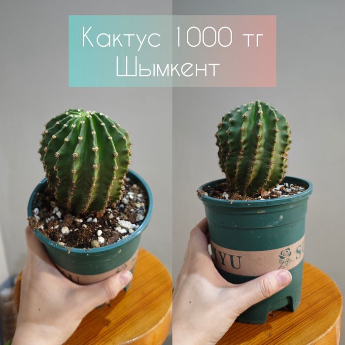 Цветы на любой вкус