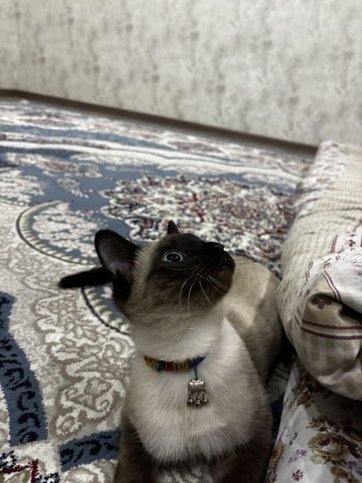 продается Сиамская кошка