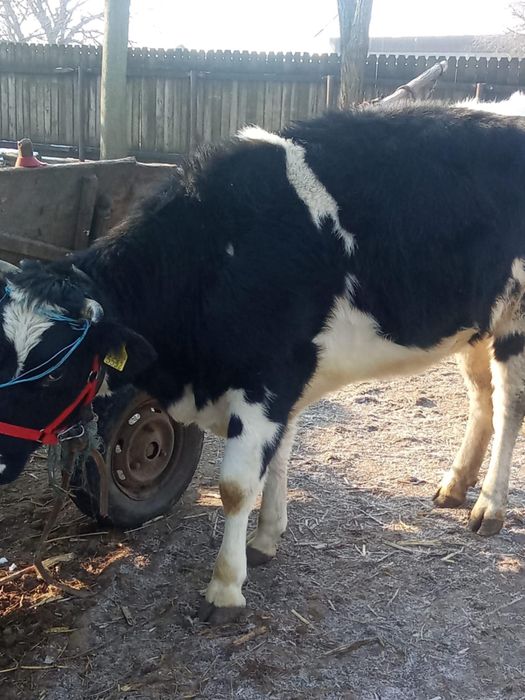 Vand vitica 2 ani gestatanta in doua luni