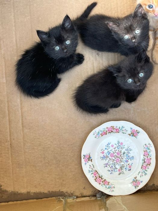 Отдам котят в добрые руки